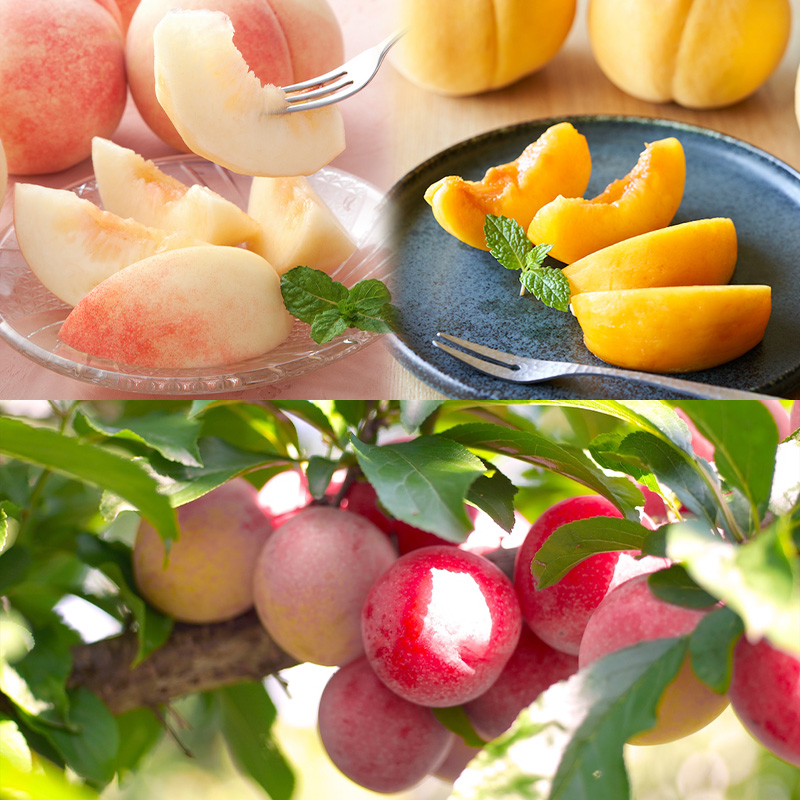 【定期便8回】★100セット限定★ノノハナフルーツプレミア