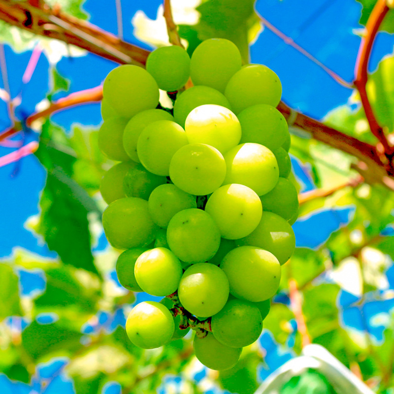 山形産 シャインマスカット 約800g 1房 秀品 【令和8年産先行