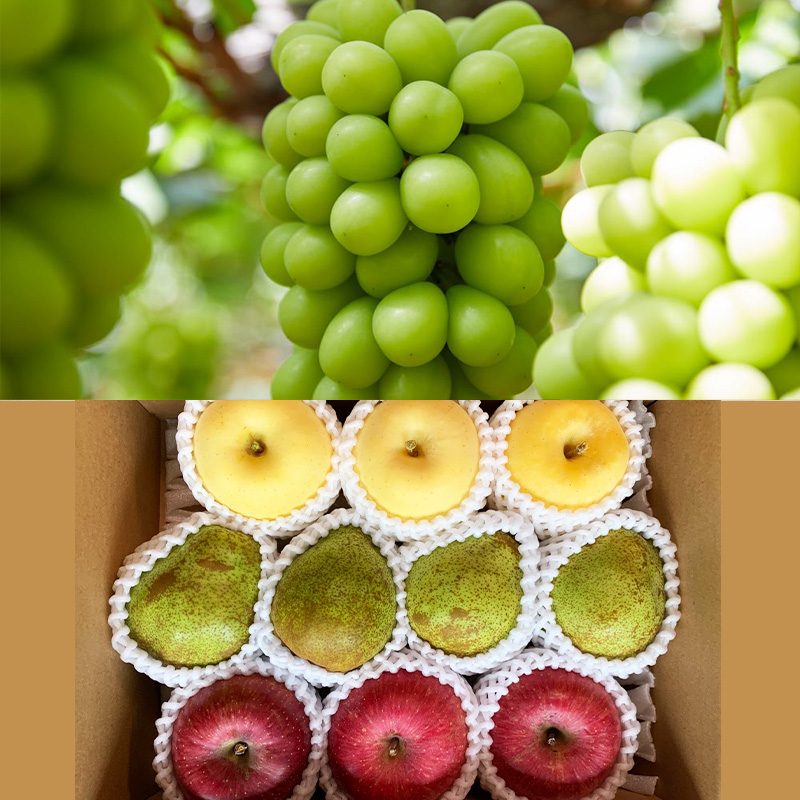 【定期便4回】こだいいっぱい！？ 定期便 【令和8年産先行