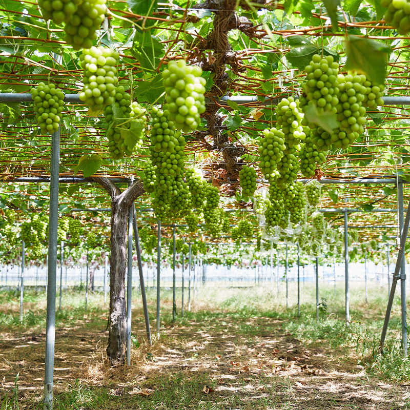 【100箱限定】両手いっぱい 1房 800g プレミアム シャインマ