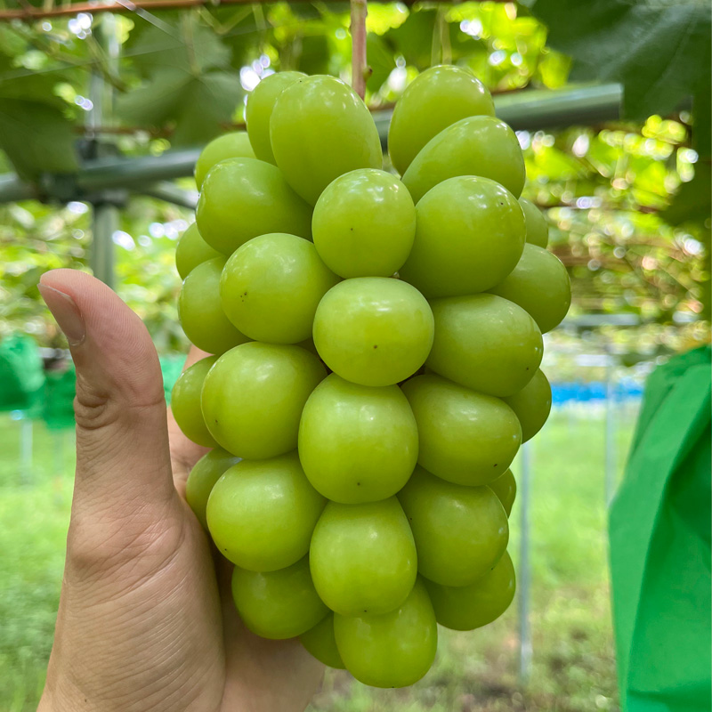 シャインマスカット 約700g 1房 【令和8年産先行予約】 FS25-58