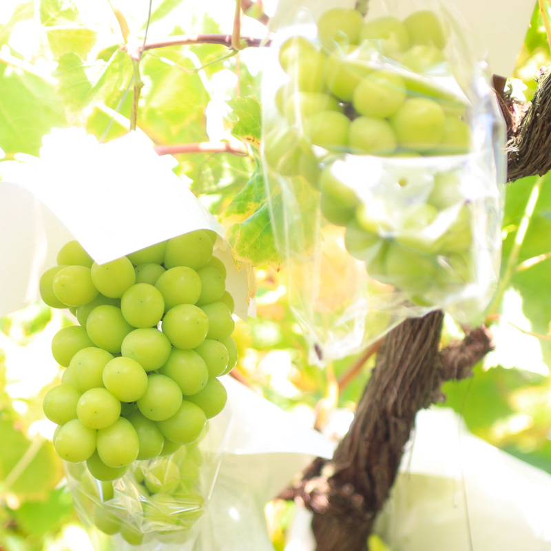 【定期便4回】桃たっぷり便～ぶどうとりんごも～ 【令和8