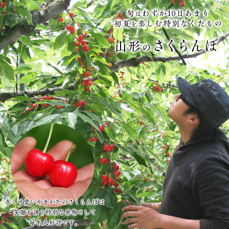 【厳選 ご贈答 バラ詰め】本場 山形産 さくらんぼ 佐藤錦 1k