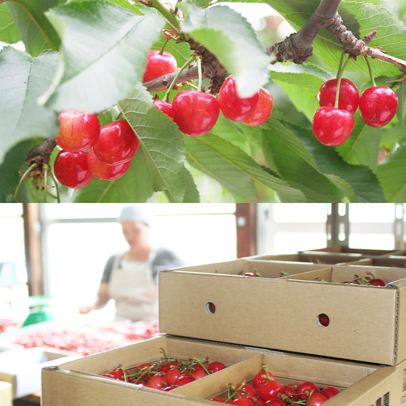 山形産 さくらんぼ 佐藤錦 1kg Lサイズ バラ詰め 【令和8年産