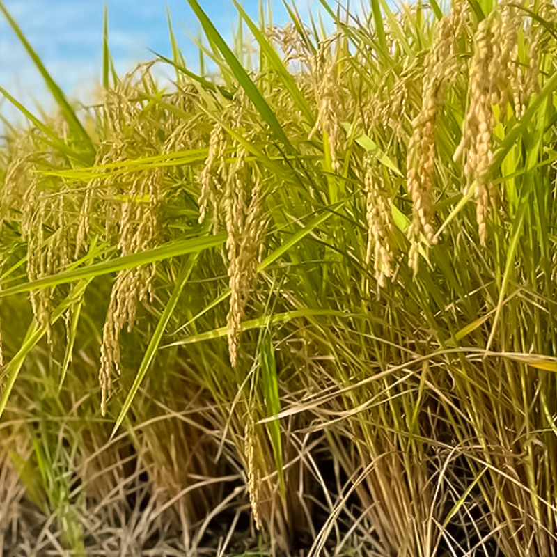 【令和7年産米 先行予約】山形市村木沢産 はえぬき(玄米) 20