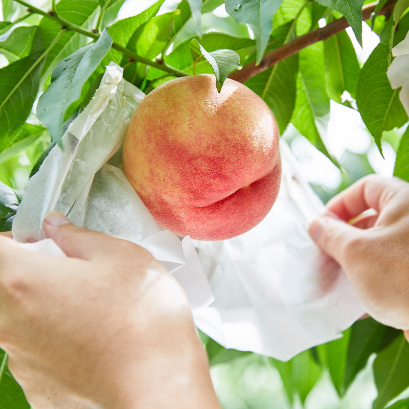 【定期便3回】山形の産直所で人気のベスト3！さくらんぼ・