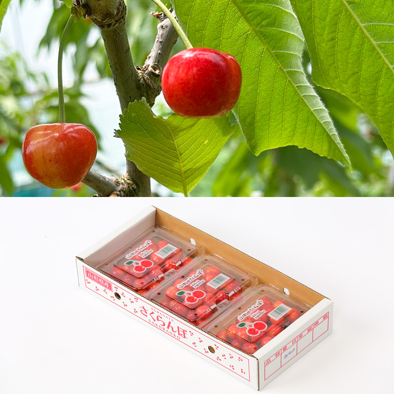 ☆フルーツ王国山形☆さくらんぼ 紅秀峰 Lサイズ 540g(180g×3P