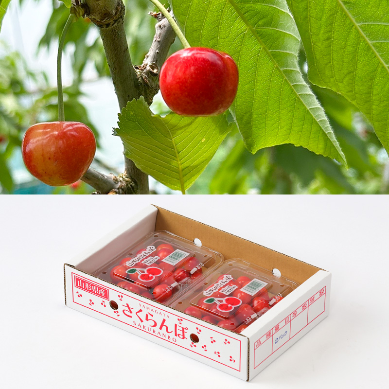 ☆フルーツ王国山形☆さくらんぼ 紅秀峰 Lサイズ 360g(180g×2P