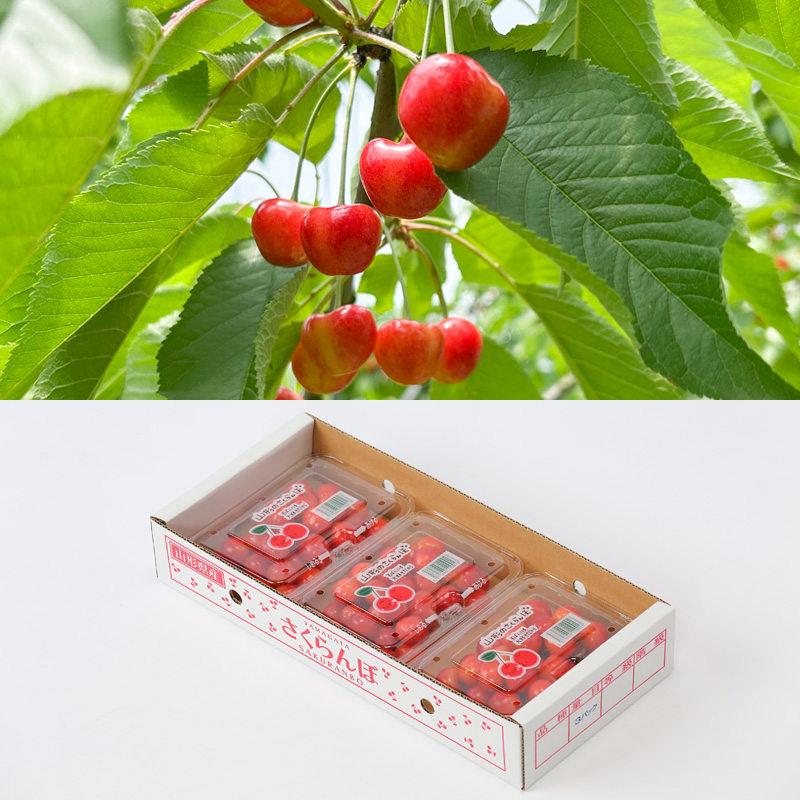☆フルーツ王国山形☆さくらんぼ 佐藤錦 Lサイズ 540g(180g×3P