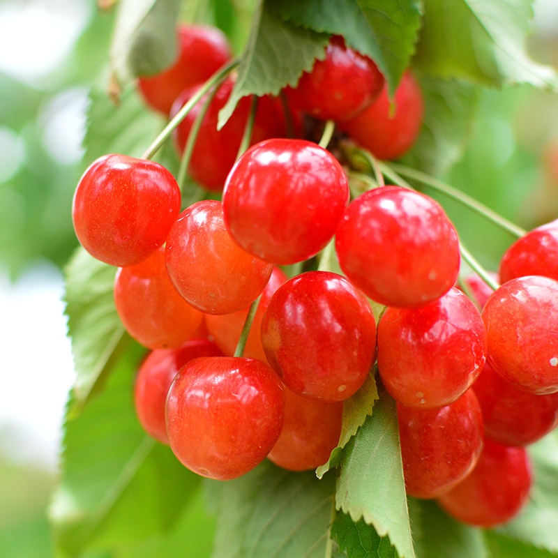 山形市産 さくらんぼ(やまがた紅王)2L 800g(200g×4) 【令和8年