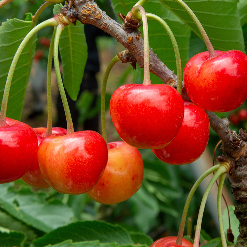 山形市産 さくらんぼ(紅秀峰)L 540g(180g×3) 【令和8年産先行予