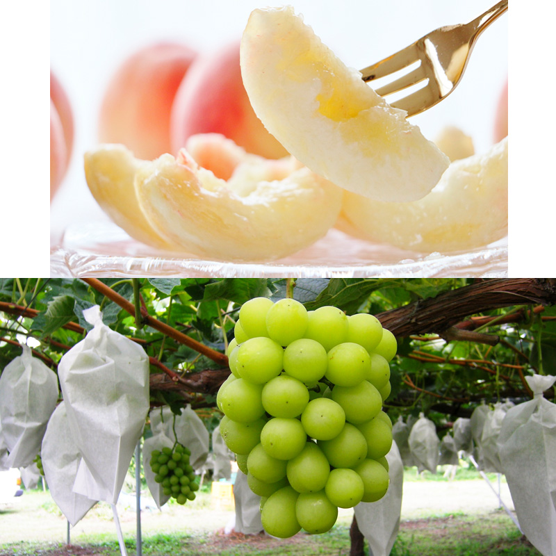 【定期便4回】☆フルーツ王国山形☆『白桃、シャインマス