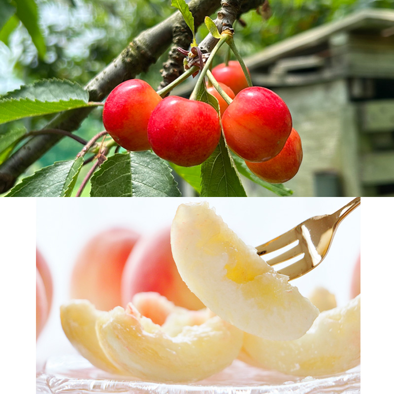 【定期便4回】☆フルーツ王国山形☆『佐藤錦、白桃、シャ