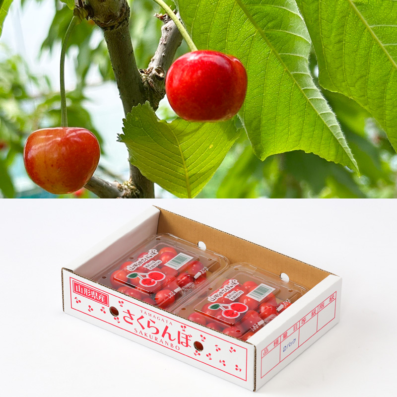 【定期便3回】☆フルーツ王国山形☆『紅秀峰、白桃、シャ