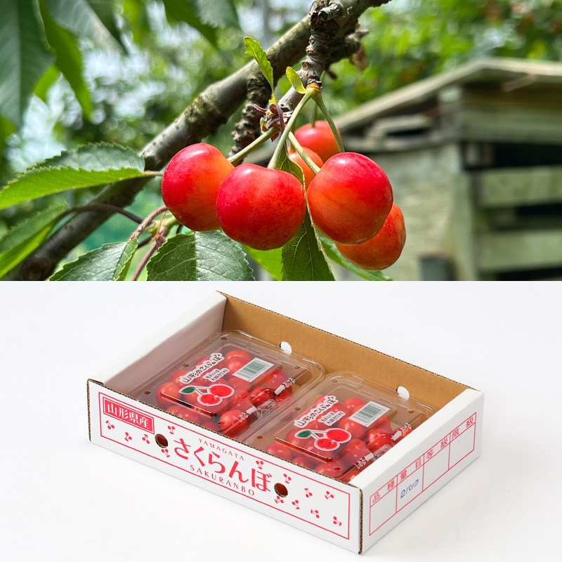 【定期便3回】☆フルーツ王国山形☆生産量日本一セット！