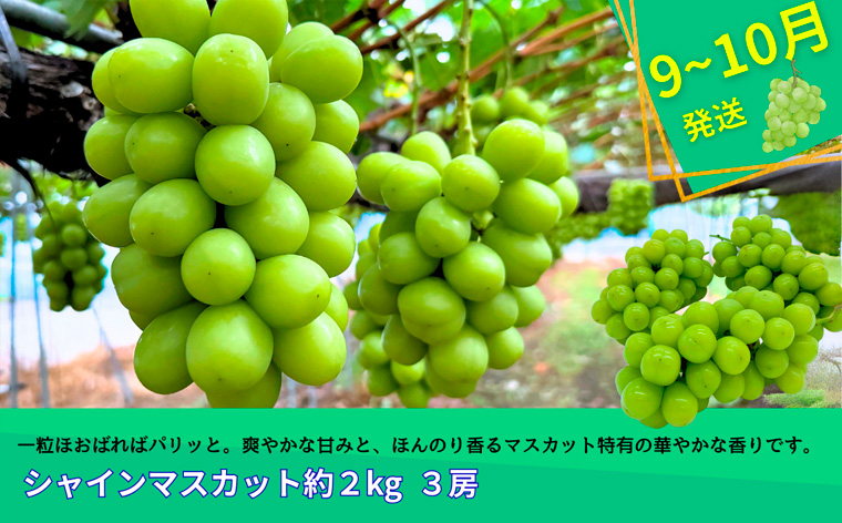 【定期便3回】やまがたフルーツ定期便”蔵王”山形名物フ