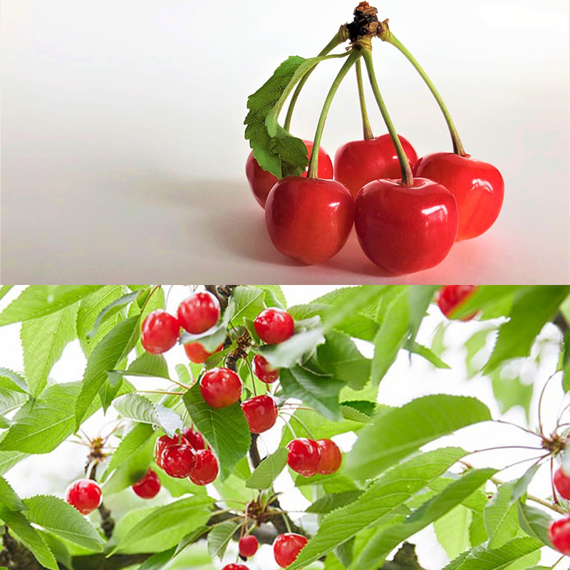 山形さくらんぼ (祝)栽培150周年記念！佐藤錦 200g L玉 数量限