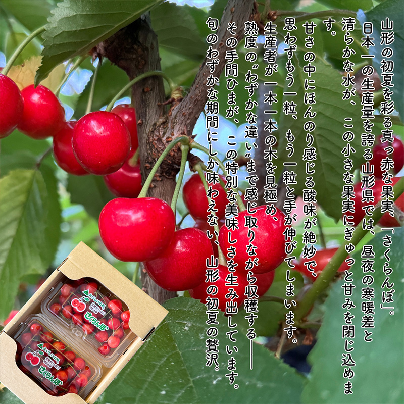 【定期便5回】やまがたを堪能！イチオシ定期便【令和8年産