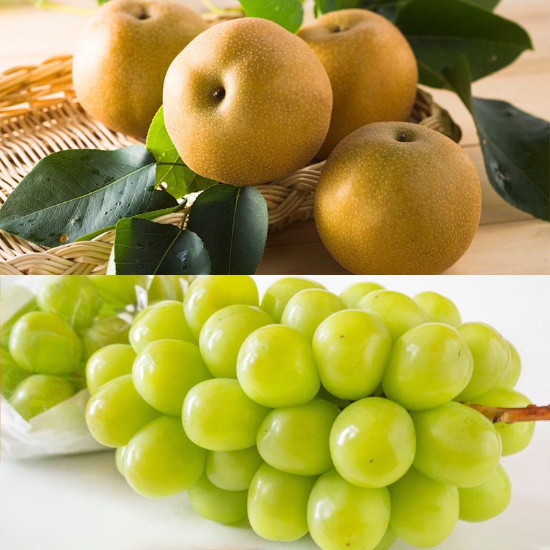 【定期便5回】好きですやまがた！初夏から始まる果実のお