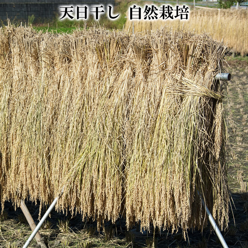 【令和7年産】 天日干しの手間をかけた (はえぬき) 丹野さ