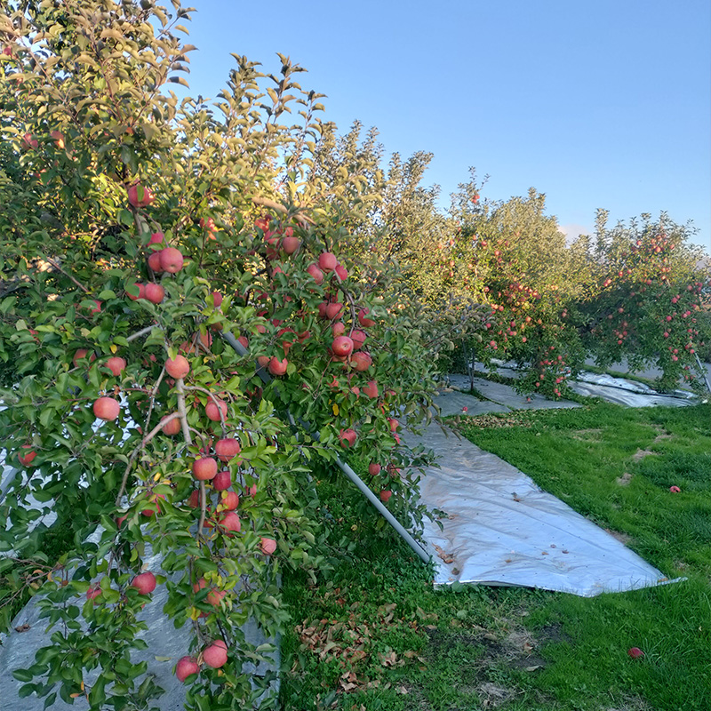 サンふじリンゴ 秀品 5kg (12～18玉) FY25-360