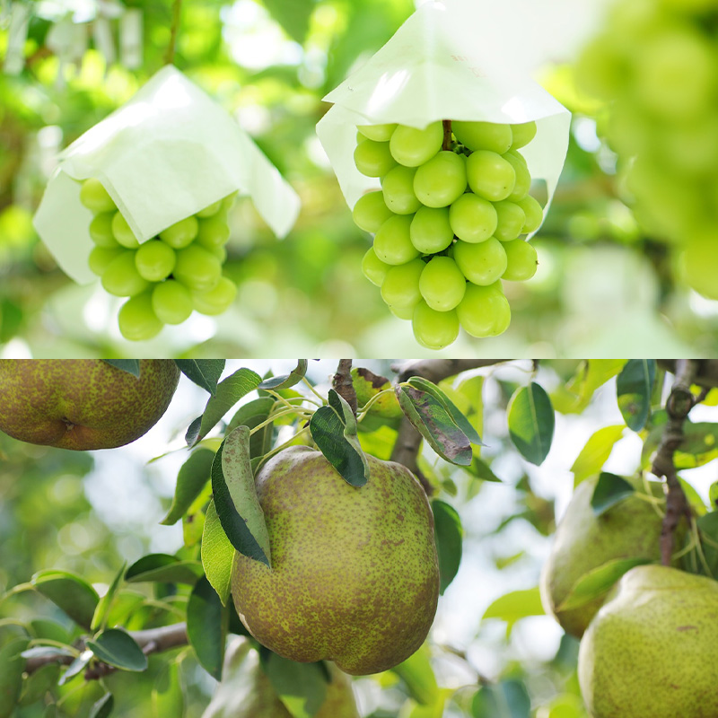 【定期便4回】山形フルーツベスト4！お福分け定期便【令和