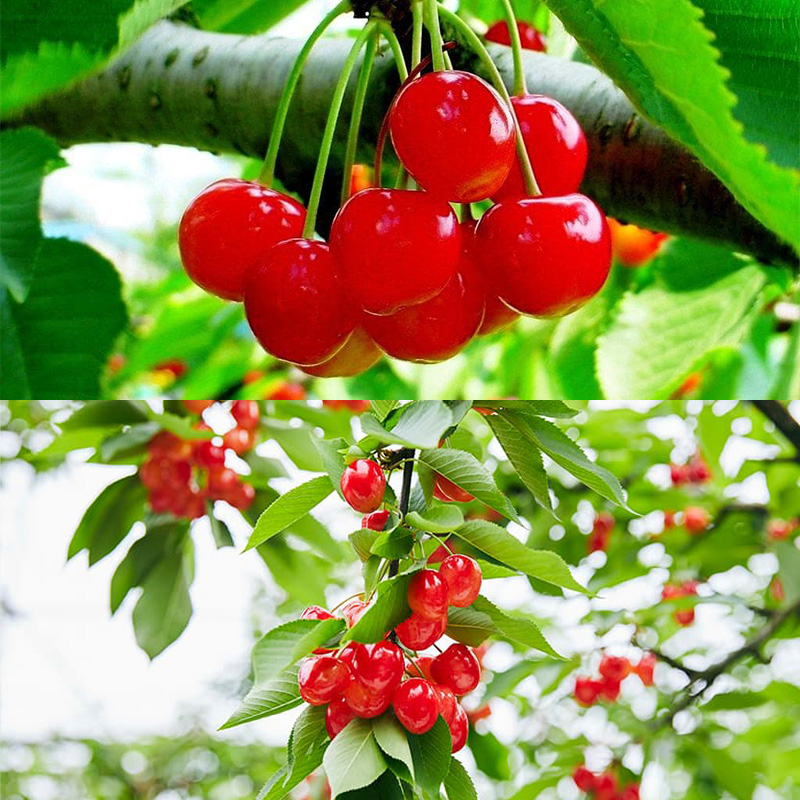 山形さくらんぼ (祝)栽培150周年記念！紅秀峰400g(200g×2パッ