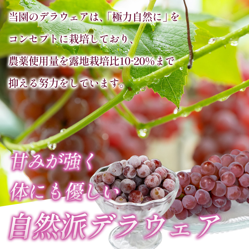 【蔵王 ZAO】蔵王ナチュールデラウェア 山形のデラウエア TA