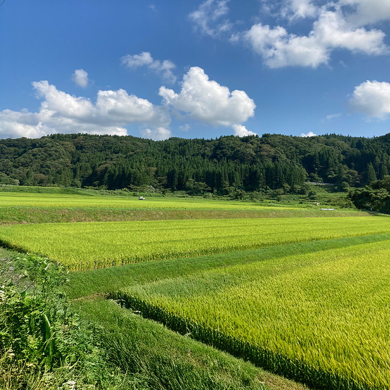 食卓応援企画！★数量限定★特別栽培米 つや姫5kgと雪若丸5