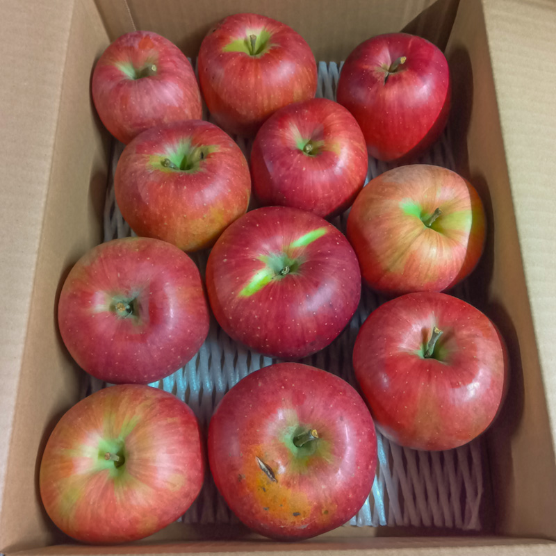 [家庭用]山形産 りんご (早生ふじ) 3kg(9月25日～10月15日頃)【