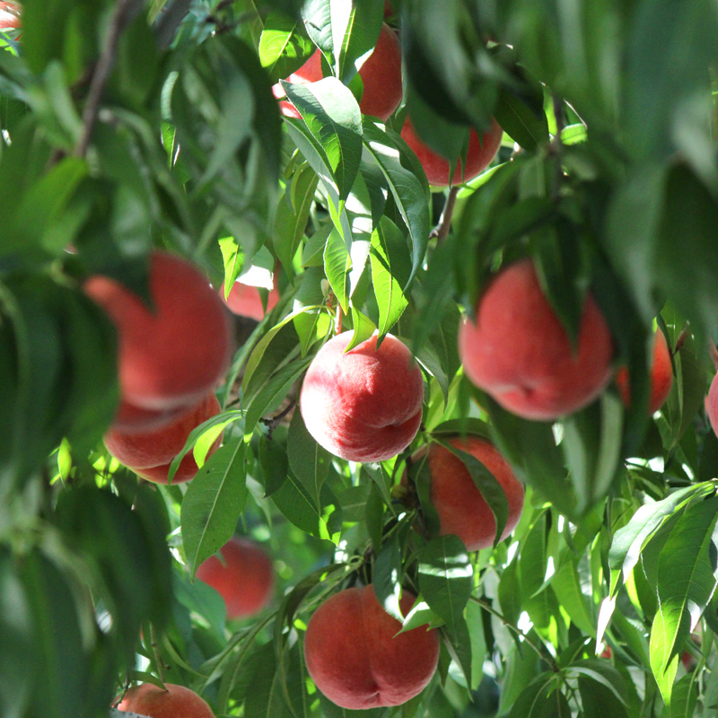 山形県産白桃おどろき 約1.5kg[硬めの桃]【令和8年産先行予