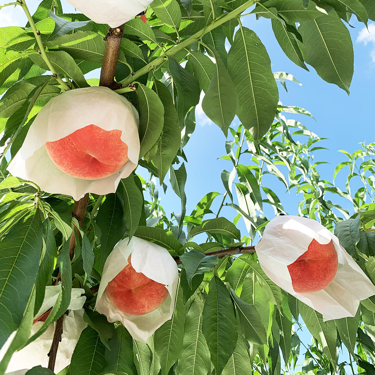シャインマスカットと桃のセット 約1.2kg【令和8年産先行予