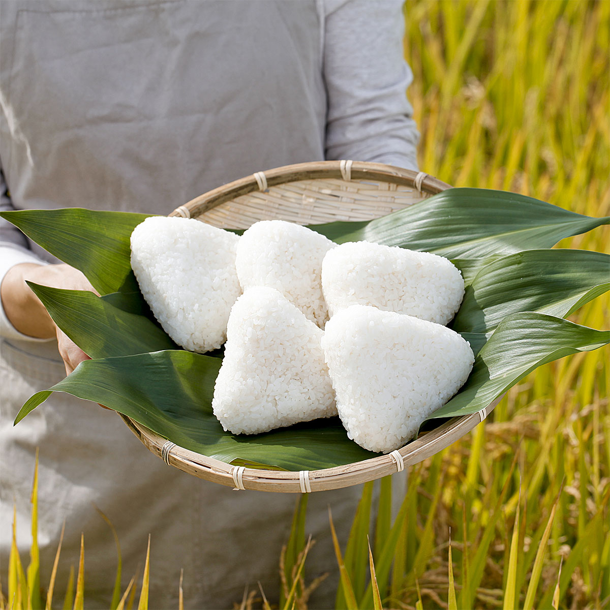 【定期便3回】山形産 特別栽培米 つや姫 5kg×3ヶ月(計15kg) FY2