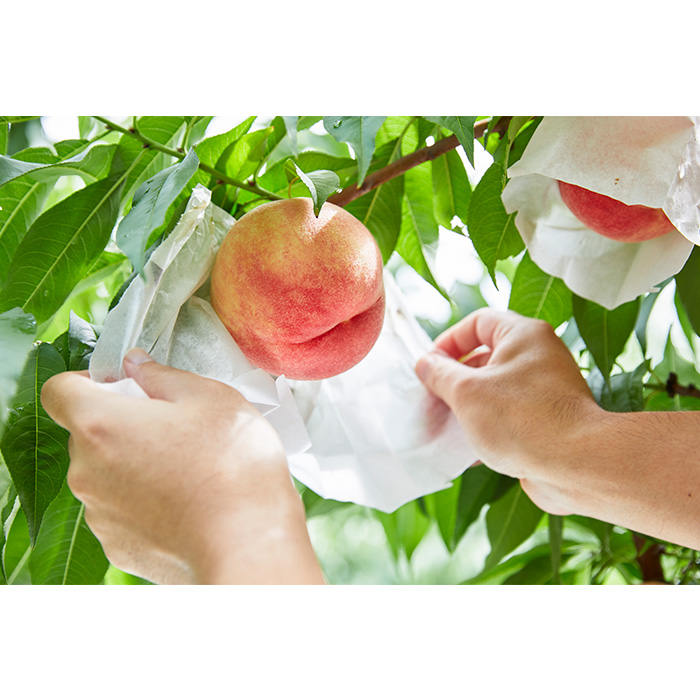  数量限定！マーブル桃「あかつき姫」(有袋・無袋) 秀品 約