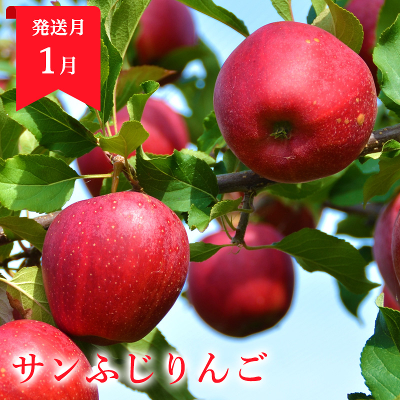 【定期便3回】山形まるごと！人気のくだものベスト3【お試