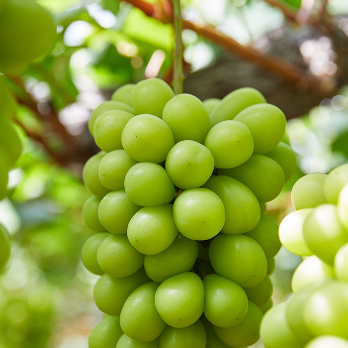 【定期便5回】毎月届く！果物王国山形のフルーツ 【令和8