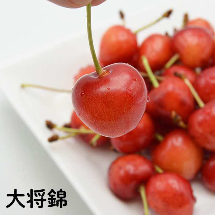 山形のさくらんぼ食べ比べ3種 1.2kg(200g×6パック)[紅秀峰・紅