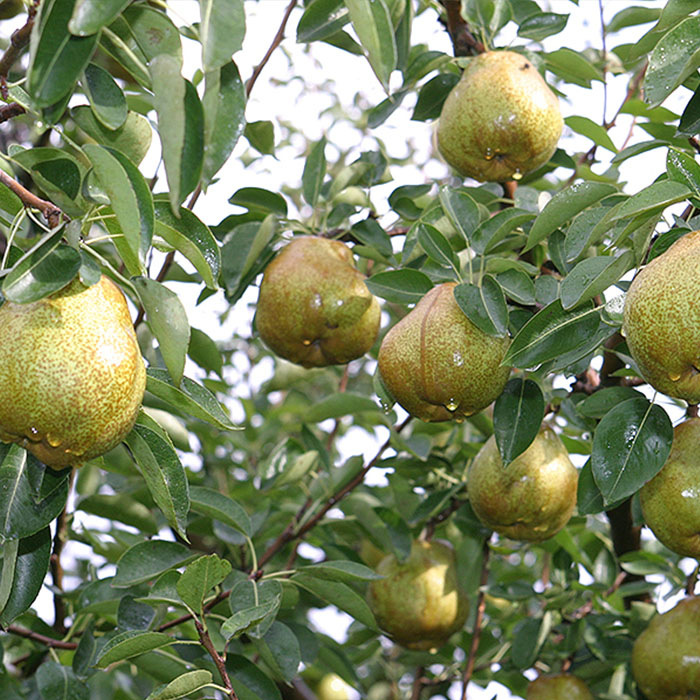 【定期便3回】山形のフルーツ定期便(さくらんぼ・シャイン