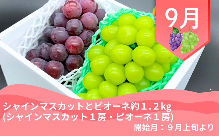 【定期便4回】やまがた 郷土フルーツ定期便 佐藤錦・やわ