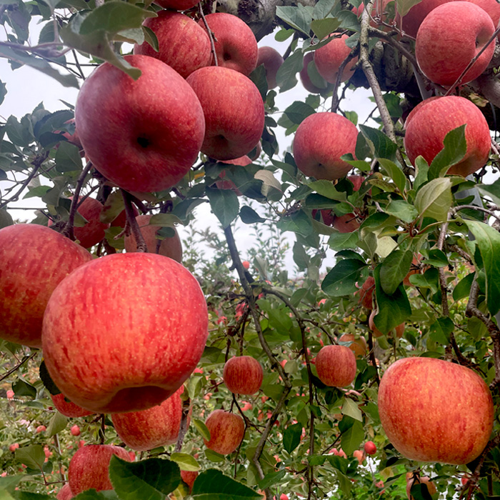 【定期便3回】やまがた秋のりんご三昧 【令和7年産先行予