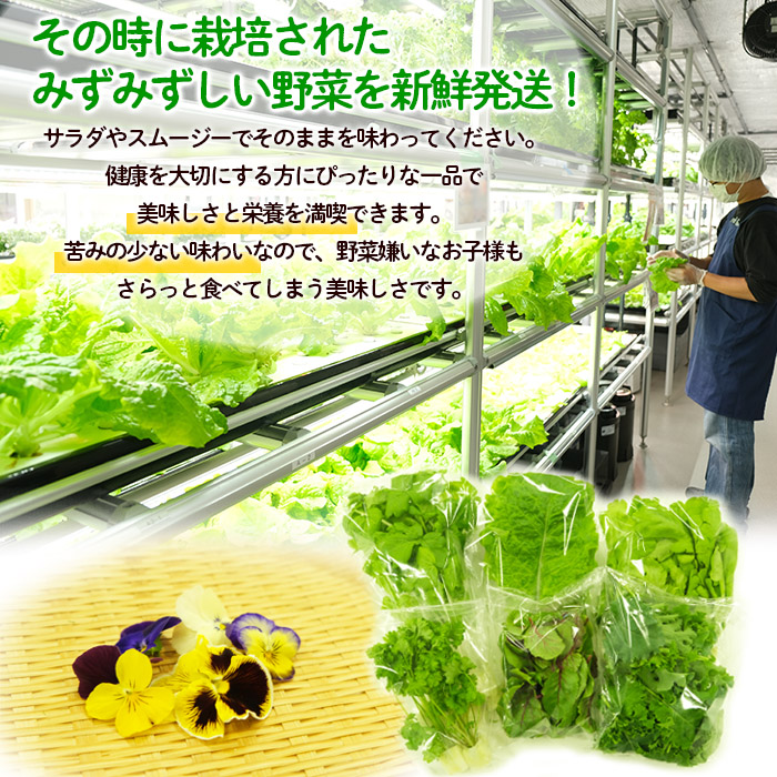 【ミライファーム】水耕栽培 野菜詰合せ おまかせ5品種【