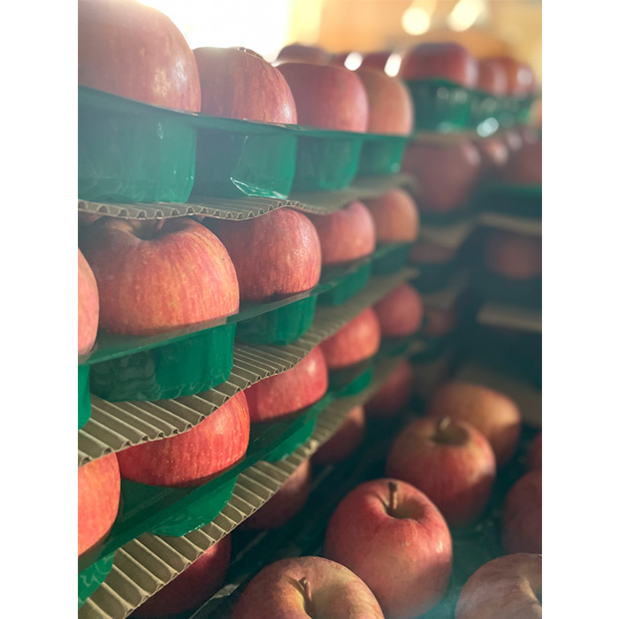 ひと足お先に旬をお届け 早生ふじ 秀品 約3kg【令和8年産先