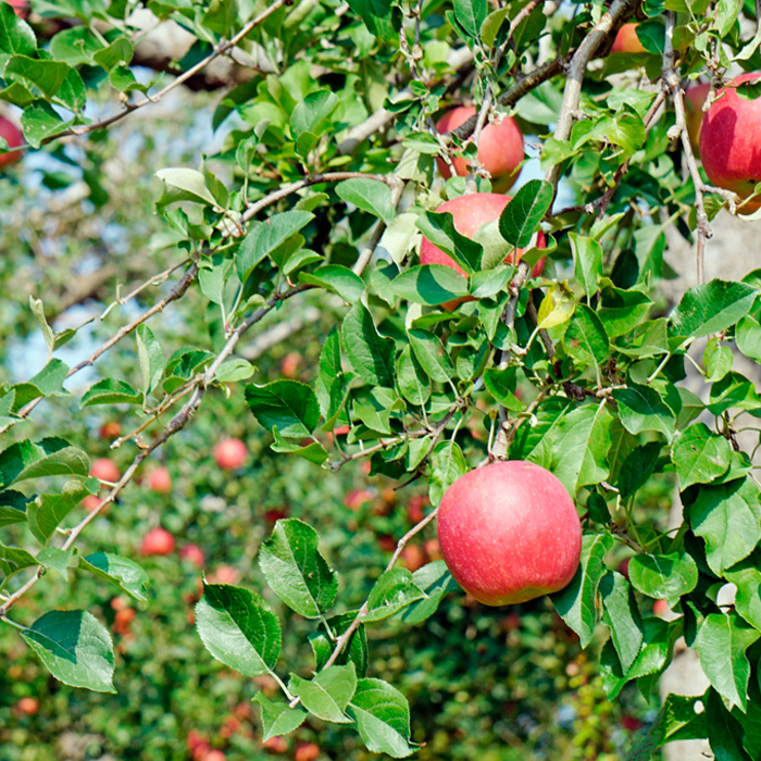 山形美人便～山形産りんごと熟成りんご酢～ FY23-705