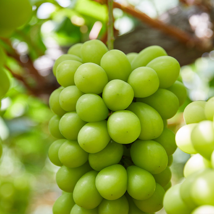 【定期便4回】初夏から冬まで！山形のくだもの便 【令和8