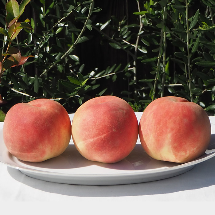 【定期便6回】★食べきりシリーズ★やまもりやまがたプレ