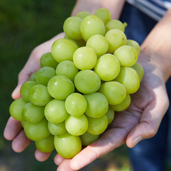 【定期便4回】ふるさと山形のおいしい定期便 【令和8年産