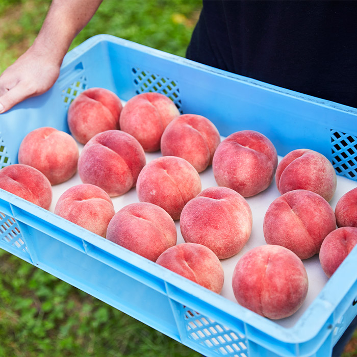 【定期便3回】たっぷり桃の食べ比べ定期便 【令和8年産先