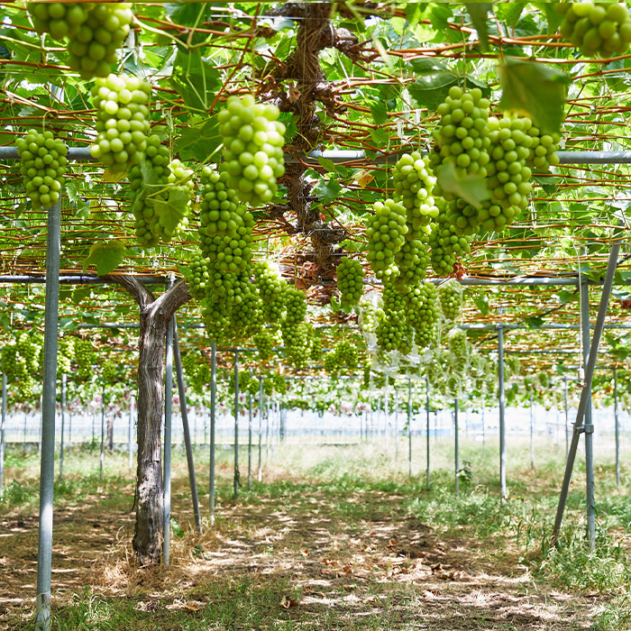 おすそ分けにおすすめ！シャインマスカット 秀品 約2.4kg(約