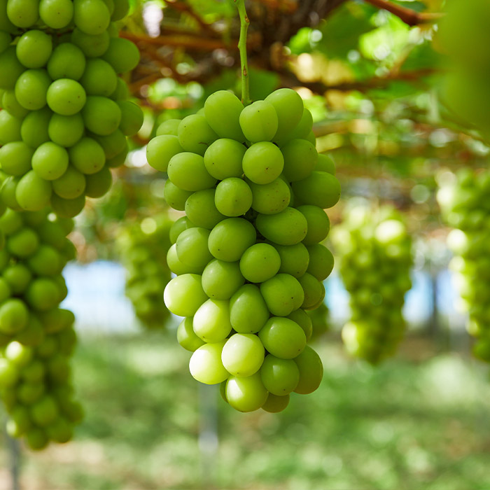 【定期便3回】3種類のぶどうが楽しめる！山形 旬のぶどう