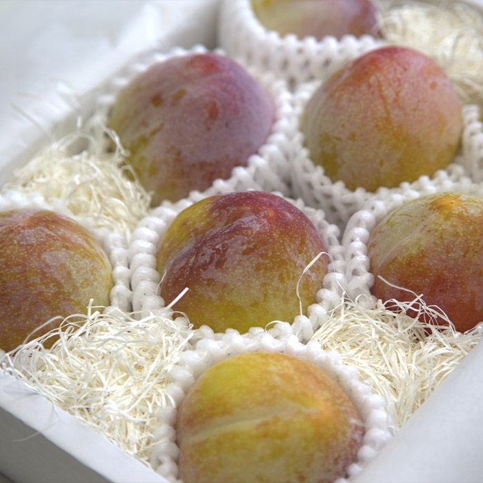 【定期便5回】山形果実の食べきり[乙女の定期便P] 【令和8